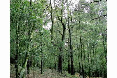 Plantación de acacia negra en Monte Teixido
